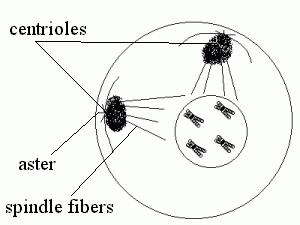 Mitosis - Prophase